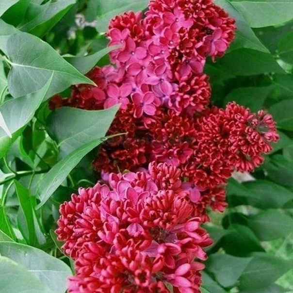 Основное изображение товара