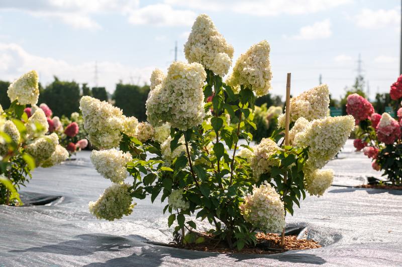 Гортензии "Садового центра Веры Глуховой" на ВДНХ