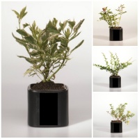 Растения по 200 рублей!