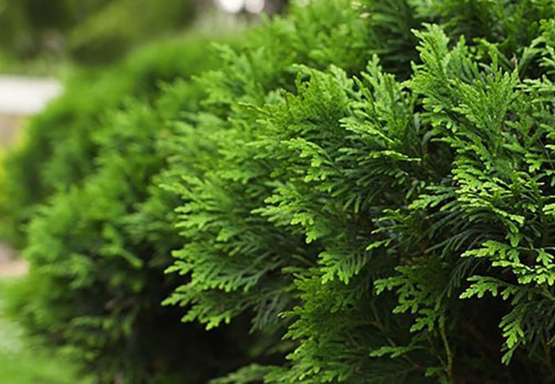 Акция «Вечнозеленый август»