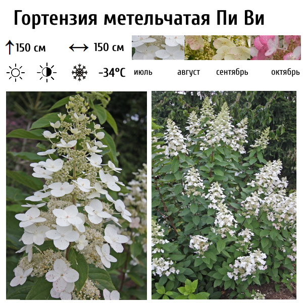 Основное изображение товара