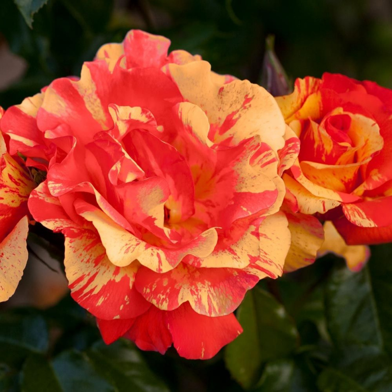 Основное изображение товара