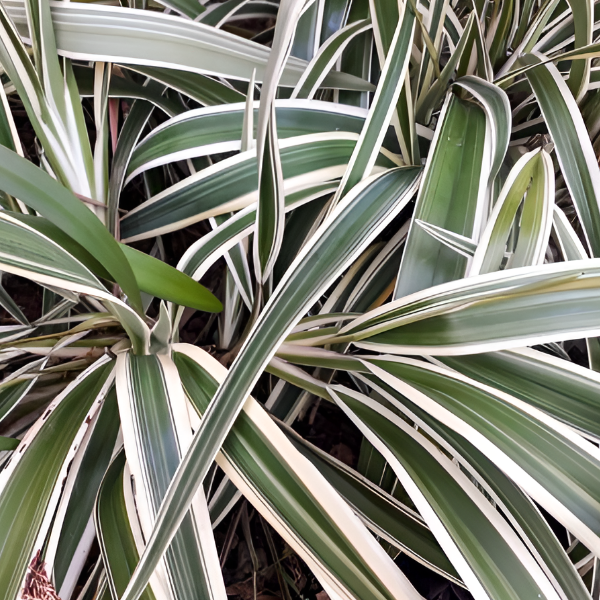 Основное изображение товара