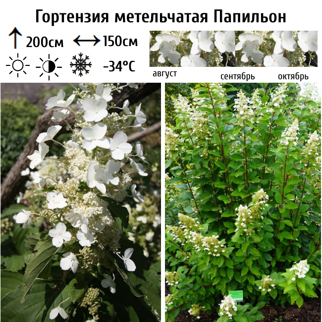 Основное изображение товара