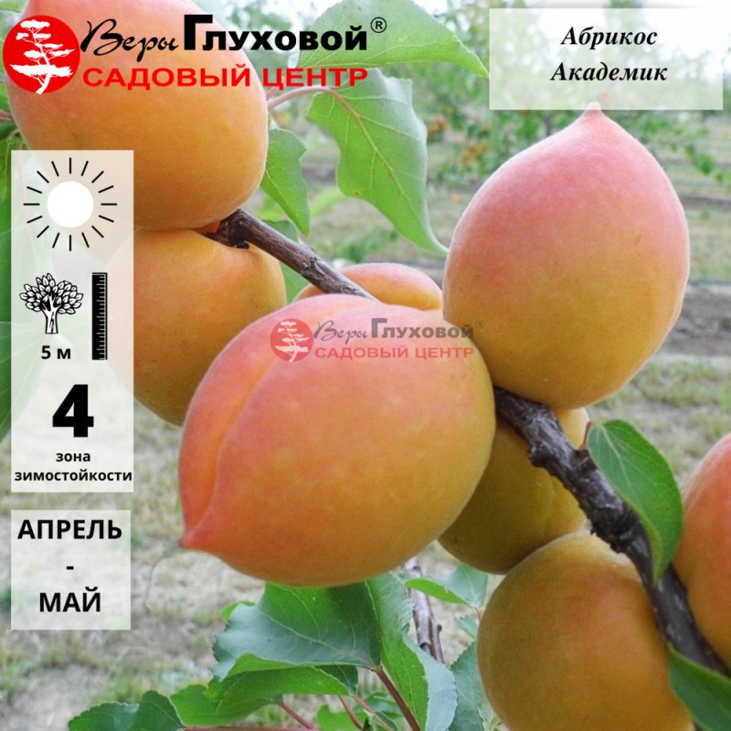 Абрикос Академик