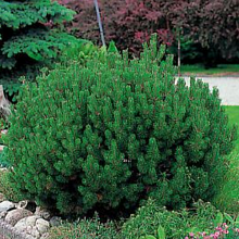 Основное изображение товара