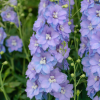 Дельфиниум (Delphinium) Шелби С3 ГлХ/26