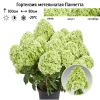 Гортензия метельчатая (Hydrangea paniculata) Панчетта 2-3вет ОКС СП/25