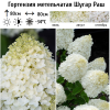 Гортензия метельчатая "Шугар Раш" на фото