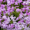 Флокс шиловидный (Phlox subulata) Мойерхейми Р9 НАп/26