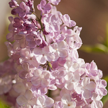 Основное изображение товара