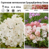 Гортензия метельчатая (Hydrangea paniculata) Граундбрейкер Блаш С2 ГлХ/26