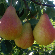 Груша Мраморная (раннеосенний сорт) 5-летка