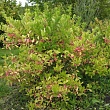 Бересклет европейский 