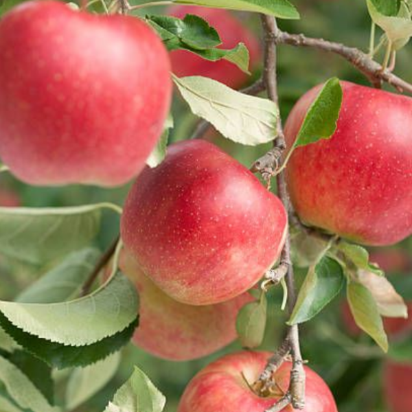 Яблоня Жигулевское (позднеосенний сорт)