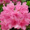 Рододендрон (Rhododendron) крупноцветковый 'Haaga' 40-50 С15 ПЧ/26