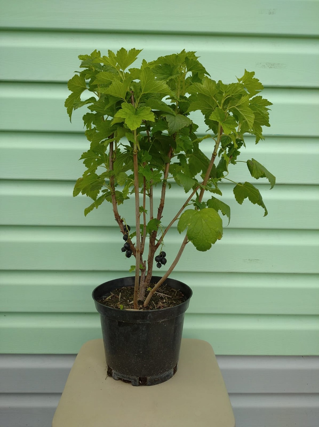 АКЦИЯ: Двухлетние саженцы смородины от 75₽