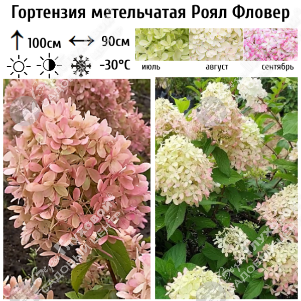 Гортензия метельчатая "Роял Фловер" на фото