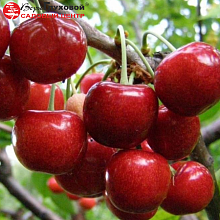 Основное изображение товара