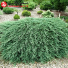 Можжевельник горизонтальный (Juniperus horisontalis) Вилтони  С3 СП/24
