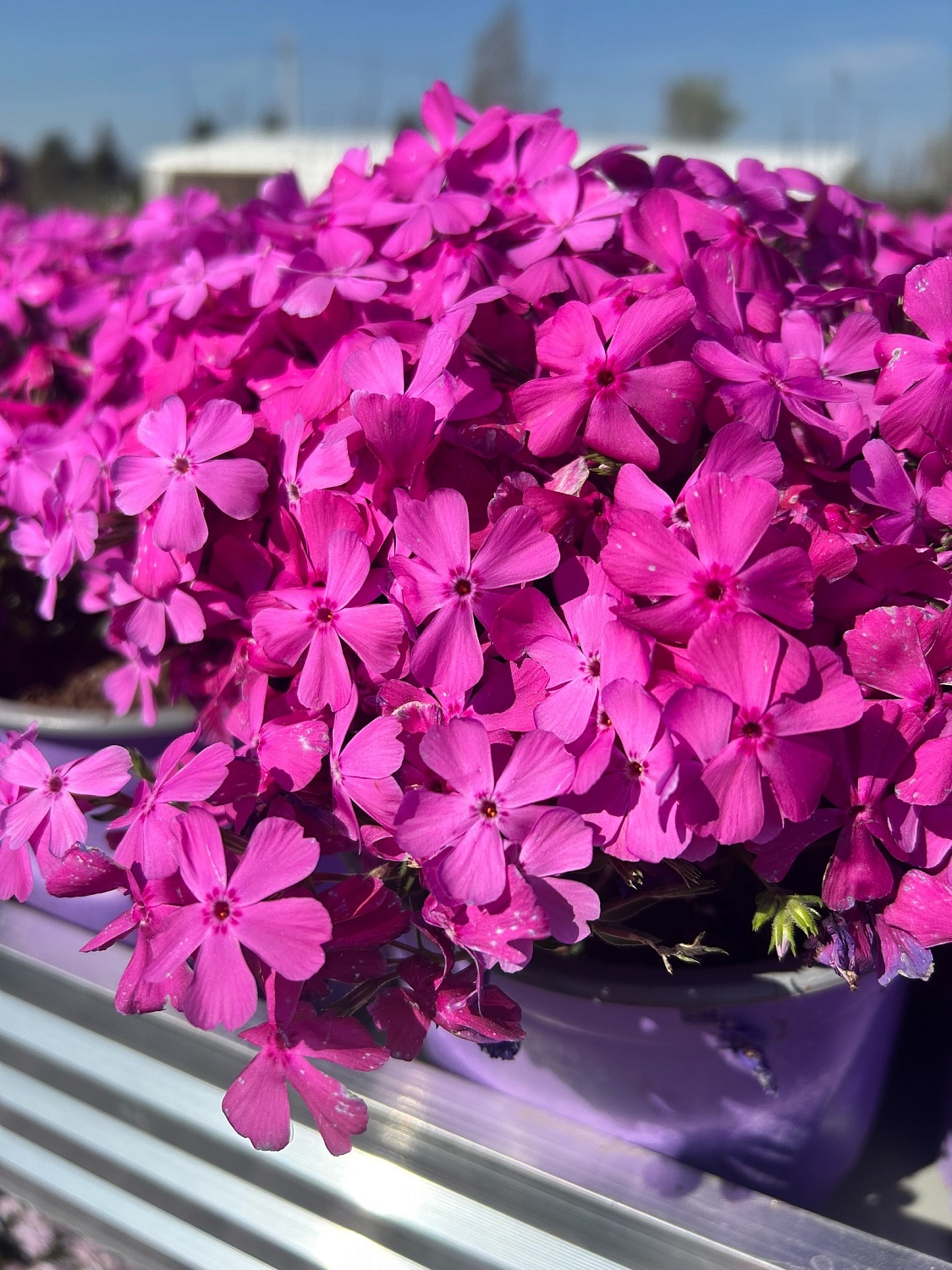 Пышные, ароматные и невероятно разнообразные