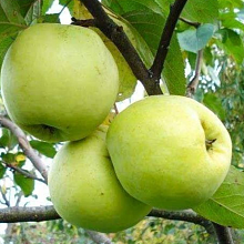 Рисунок 266.jpg