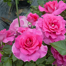 Основное изображение товара