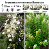 Гортензия метельчатая (Hydrangea paniculata) Папильон С5 НАп/23