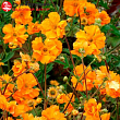 Гравилат чилийский 