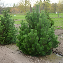 Основное изображение товара