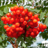 Рябина обыкновенная (Sorbus aucuparia) 200-250 С5 БС/26