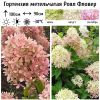 Гортензия метельчатая (Hydrangea paniculata) Роял Фловер Р9 СП/25