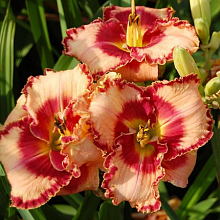 Основное изображение товара