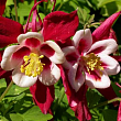 Аквилегия обыкновенная 