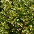 Дерен белый 