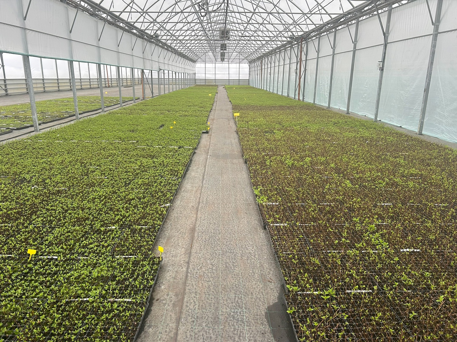 Весна в наших теплицах