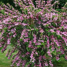 Основное изображение товара