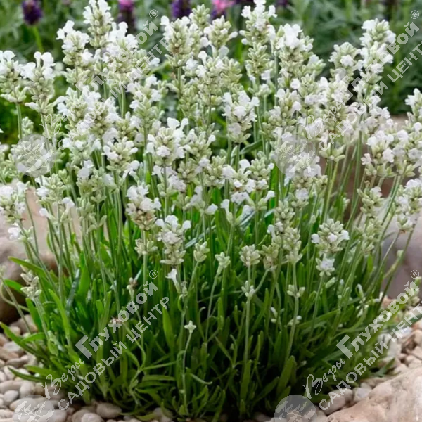 Лаванда узколистная "Хидкоте Вайт" на фото
