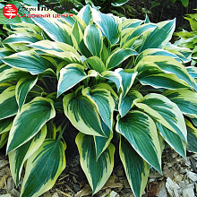 Основное изображение товара