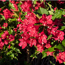 Основное изображение товара