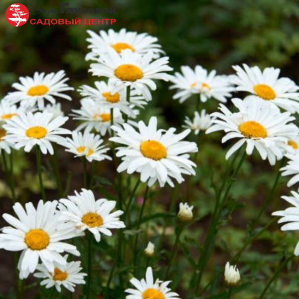 Основное изображение товара