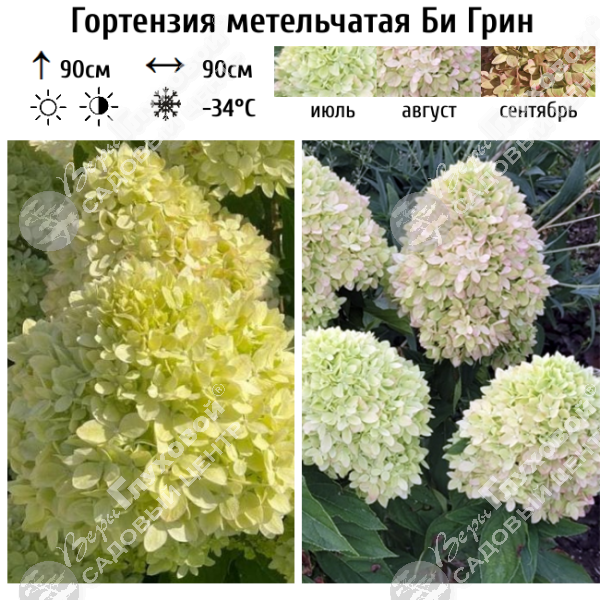 Гортензия метельчатая "Би Грин" на фото