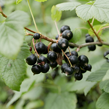 Рисунок 252.jpg