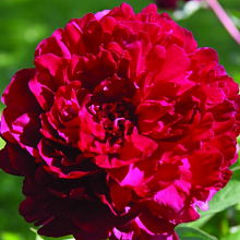 Основное изображение товара