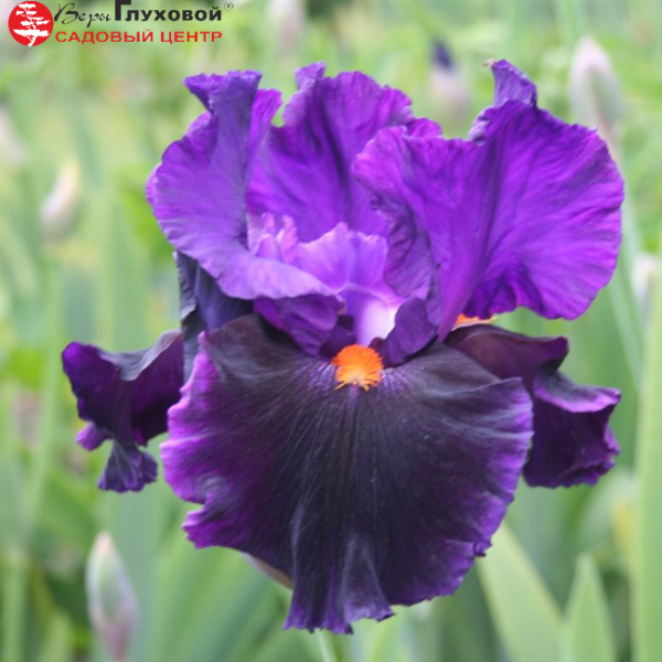 Основное изображение товара