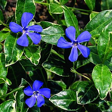 Основное изображение товара