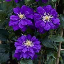 Основное изображение товара