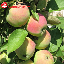 Основное изображение товара