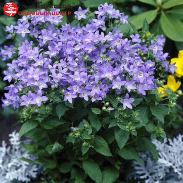 Основное изображение товара