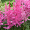 Астильба Арендса (Astilbe arendsii) Глория Пурпурея С2 ГлХ/26
